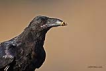 Kuzgun / Raven / Corvus corax